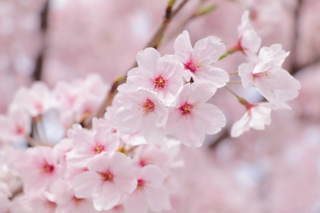 満開の桜の花、お花見の季節です